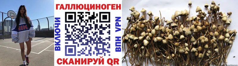Псилоцибиновые грибы GOLDEN TEACHER  это состав  Островной  магазин продажи  